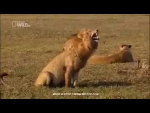 اتحداك ما تضحك | مواقف ونهفات مضحكة لا تتكرر2017 | 103473