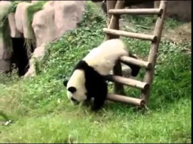 more stupid panda | By Linkaty.us the url shortener service earn money  | 105752