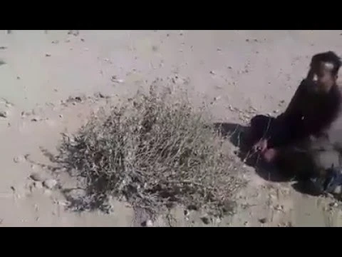 لغز "الشجرة المباركة" بجبل المطاريد فى المعابدة بأبنوب | 105867