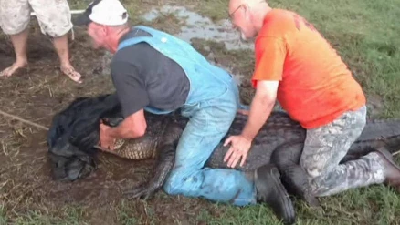 Texas alligator lassoed after trespassing on cattle ranch | 106420