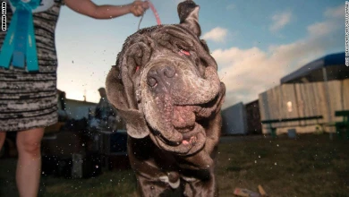 ◙|شاهد| أبشع كلبة في العالم: تتميز بشخيرها المزعج وتصدر
