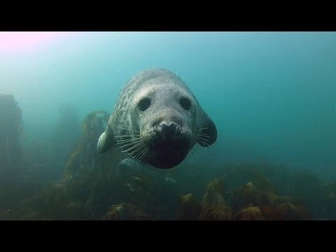 GoPro: Seal Belly Rub | 108187