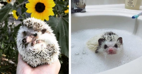 21 Hedgehogs That Really Have No Idea How Damn Cute They Are | 111054