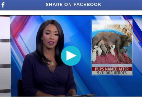 Labrador Retriever Breeder Welcomes 8 Puppies, Then Names Them After 9/11 Dog Heroes | 111058