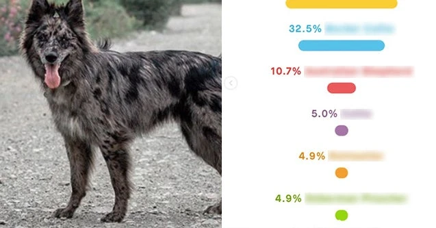 Can You Guess These Mutts DNA Results? | 111059