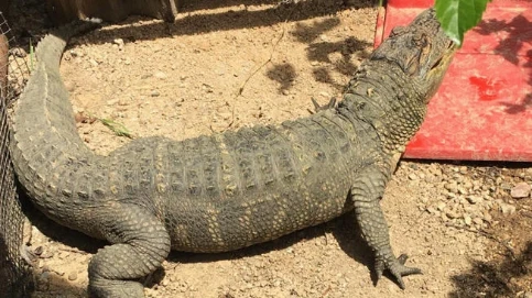 5-Foot Alligator, Ferret, Marijuana Seized in Hollister | 112179