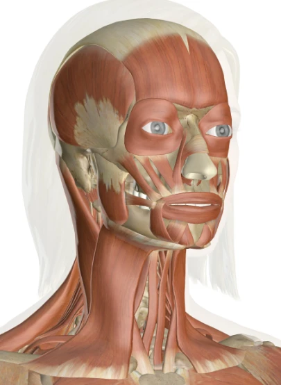 The Muscles of the Head and Neck: 3D Anatomy Model | 112267