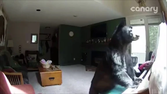 Bear Breaks Into Colorado Home, Plays Piano | youtube.com | 112381