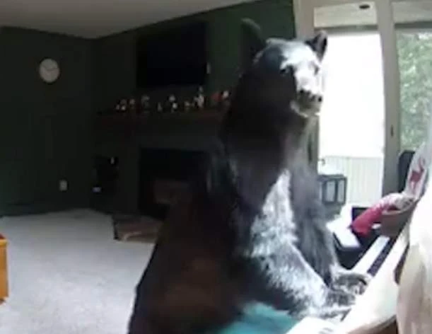 Bear Breaks Into Colorado Home, Plays Piano | youtube.com | 112382