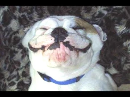 Ultimate Funny Dog Videos Compilation 2014 [NEW] - Dogs and Puppies | 11717