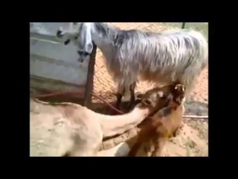 فيديو نادرة جدا , جمل يرضع من عنز سبحان الله | youtube.com | 18072