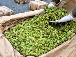 What is marijuana? | 22397