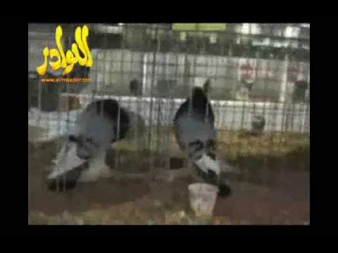 انواع الحمام النادرة | By Linkaty.us the url shortener service earn money  | 2390
