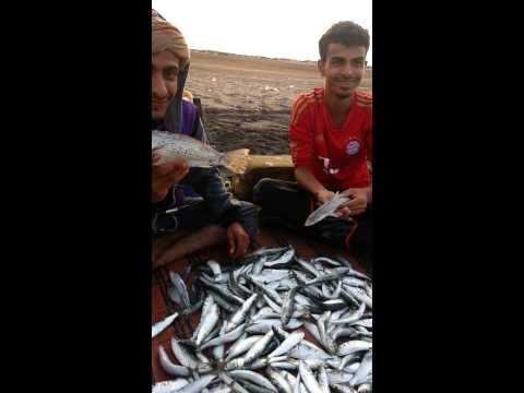 متعة الصيد بالسليق بساحل بعمران | youtube.com | 2394
