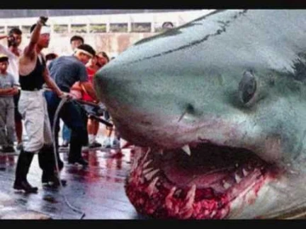 اكبر سمكه قرش في العالم (megalodon) | youtube.com | 24439