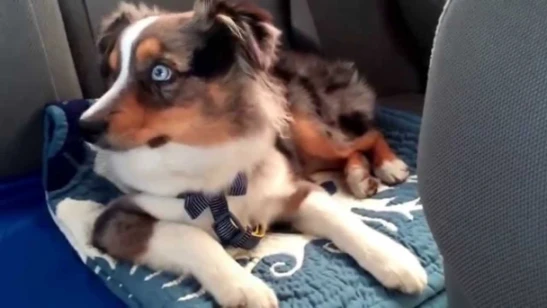 Waking up our puppy to his favorite song let it go | youtube.com | 37308