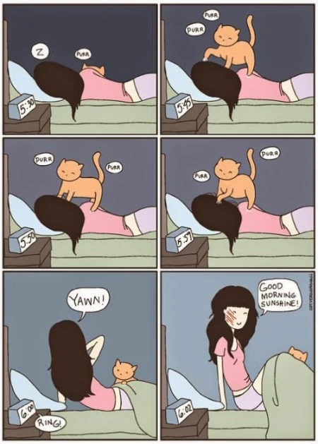 only cat owners will understand - VidyTroll | 46487