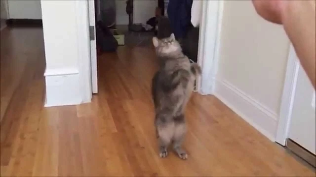 my 7lb Lunatic - Luna compilation | youtube.com | 47428