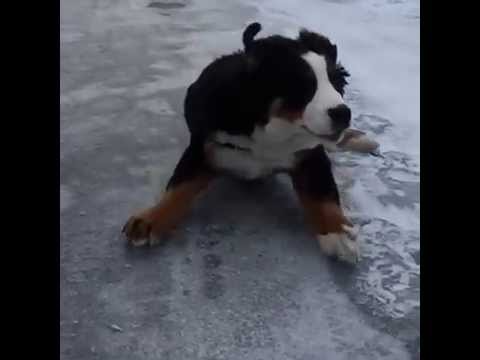 Quinn the Bernese Puppy + Ice + Slow-Mo | 47454