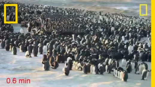 Penguins Do the Wave to Keep Warm | National Geographic | youtube.com | 47822