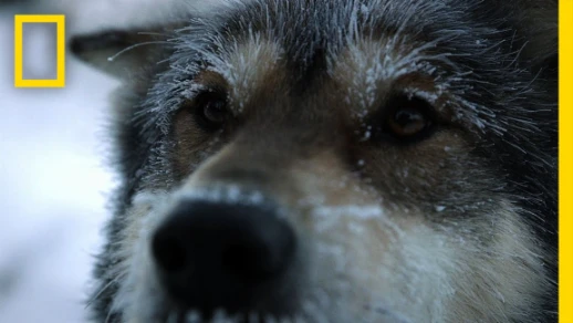 Sled Dogs | Life Below Zero | 48038