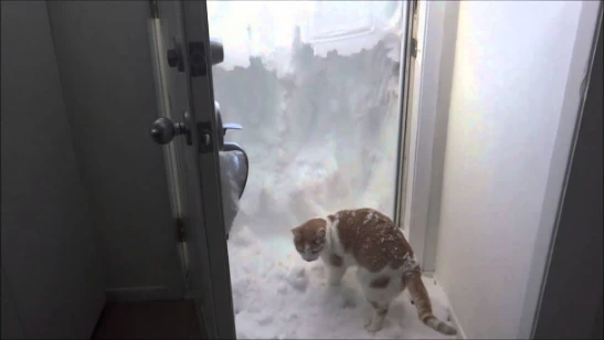 rudiger only kind of loves the snow | youtube.com | 48916