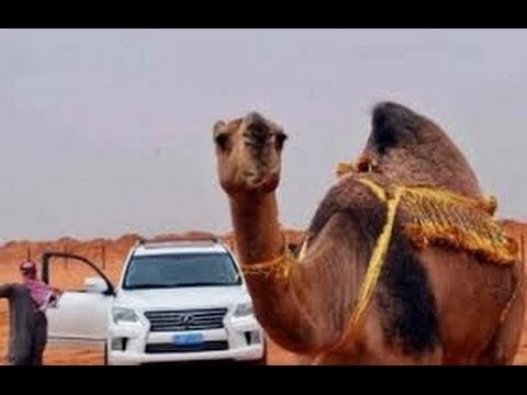 ناقه تحتضن صاحبها | By Linkaty.us the url shortener service earn money  | 51103