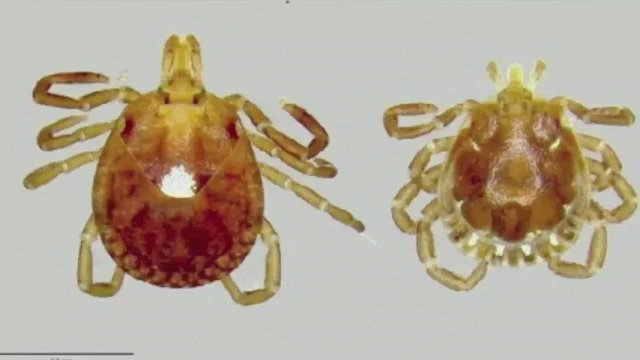 Man’s death leads to discovery of new virus in Kansas, CDC reports | CNN | 51428