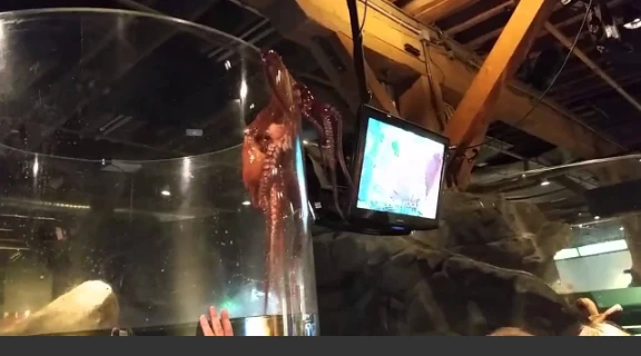 Octopus tries to escape tank at Seattle Aquarium [Original] | 52931