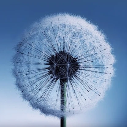 Dandelion Live Wallpaper - Apps on Google Play | 55569