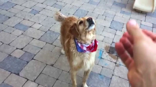 Fritz Learns to Catch Compilation #1 | youtube.com | 56262