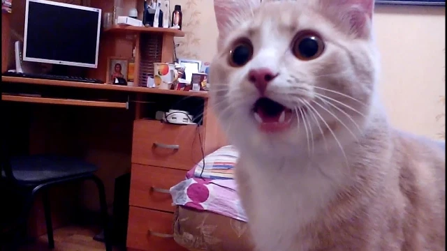 Russian cat thinks he's a dog PART 3 | youtube.com | 56300