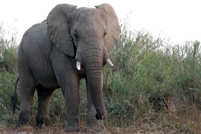 african forest elephant | 57194