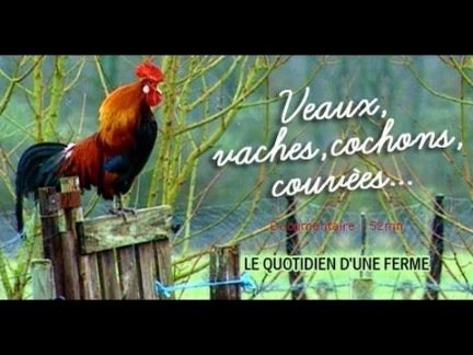 Veaux, vaches, cochons... Le quotidien d une ferme - do 0