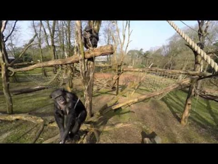 Chimpansees halen drone naar beneden en filmen elkaar! | Chimpanzee | 61399