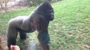 ORIGINAL - When a Silverback attacks. | youtube.com | 65178