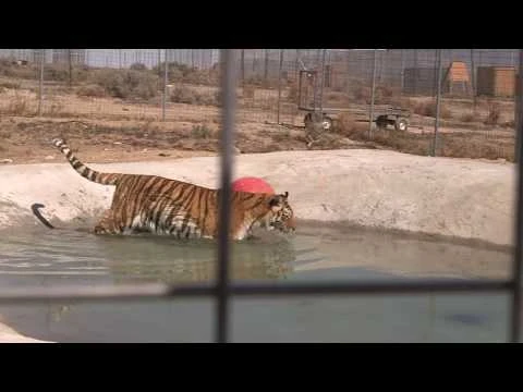Rescued Tigers Swim For the First Time!