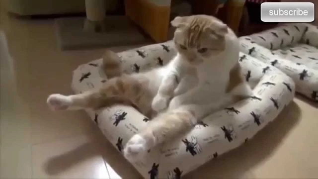Funny Animal Videos Compilation 2015 +720p + | 69519