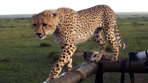 Cheetah Fail: Big Cat Falls Through Safari Jeep Roof | youtube.com | 70179