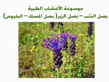 الأعشاب الطبية | 70552
