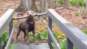 Dog Thinks Through A Problem | youtube.com | 70831