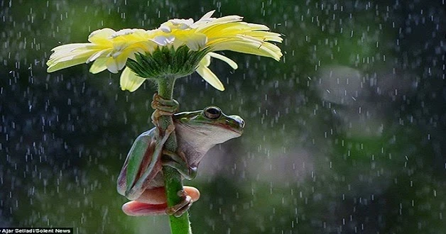 easy mese: View | Indonesian How sheltering from the rain of frogs? | 71966