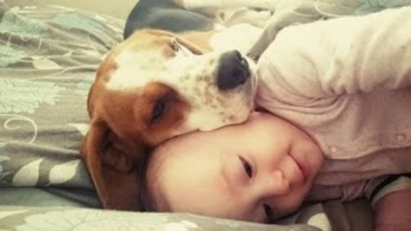 The Unbreakable Bond Between a Beagle and His Baby Best Friend. ❤️ | 81795
