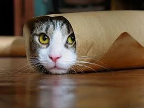 Funny cats hd 2015 | By Linkaty.us the url shortener service earn money  | 83011