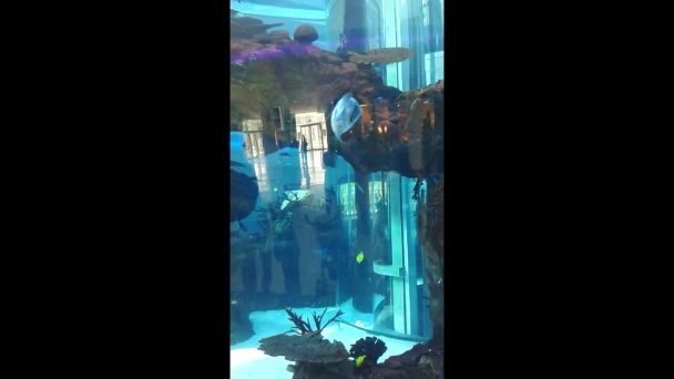 Aquarium morocco mall casablanca | youtube.com | 84124