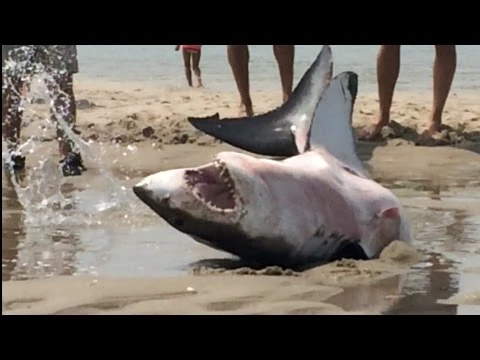 GREAT WHITE SHARK BEACHES IN CAPE COD Amazing Footage!!! | youtube.com | 84291