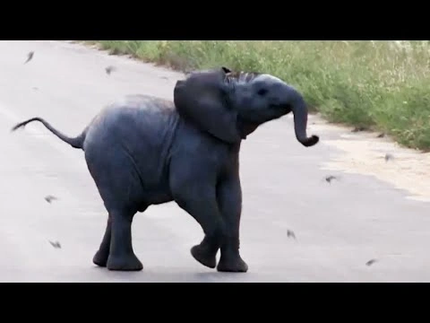 Baby Elephant Calf vs Birds | 85921
