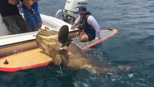 500lb Goliath vs. Paddleboard: A True Tug-of-War Battle | 86049