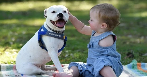 easy mese: Photos | child with one arm accompanied by a dog of a special type | 86113