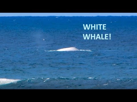 A Rare White Whale at Hastings Point, NSW, Australia | 87428